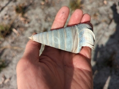 Telescopium telescopium