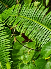 Dicranopteris linearis