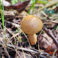 Pholiota lucifera