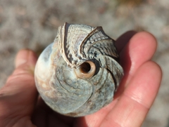 Telescopium telescopium