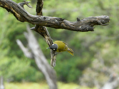 Nesoptilotis leucotis