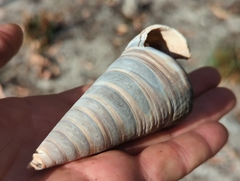 Telescopium telescopium