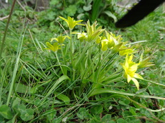 Gagea peduncularis