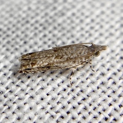 Holocola spodostola