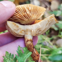Pholiota lucifera