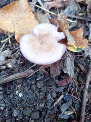 Lepista sordida