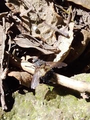 Paradejeania rutilioides