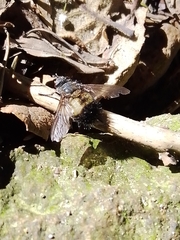 Paradejeania rutilioides