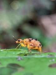 Attelabidae