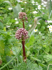 Valeriana asarifolia