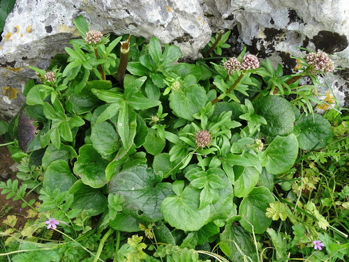 Image of Valeriana asarifolia by (c) Grzegorz Grzejszczak, some rights reserved (CC BY-SA)