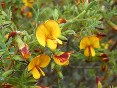 Pultenaea laxiflora