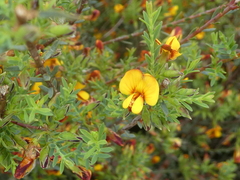 Pultenaea laxiflora