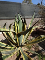 Agave