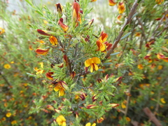 Pultenaea laxiflora