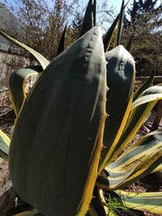 Agave