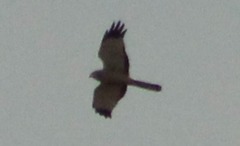 Circus cinereus
