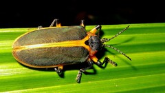 Mecistomela marginata