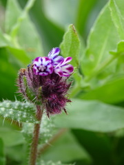 Anchusa variegata