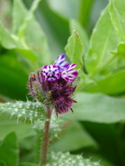 Anchusa variegata