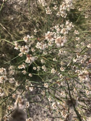 Eriogonum heermannii