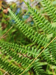 Thelypteris palustris palustris