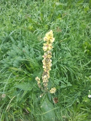 Verbascum nigrum