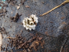 Megalopyge defoliata