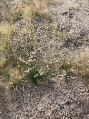 Eriogonum heermannii