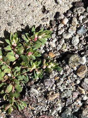 Euphorbia indivisa
