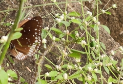 Euploea core