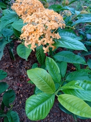 Ixora