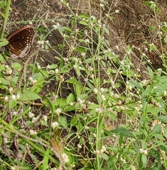 Euploea core