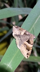 Bastilla arcuata
