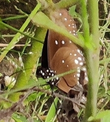 Euploea core