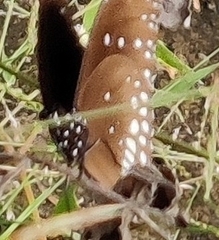 Euploea core