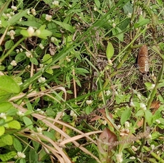 Euploea core