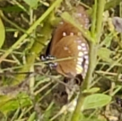 Euploea core