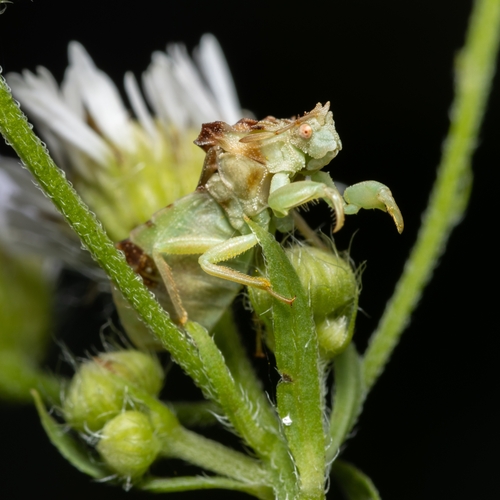 Pennsylvania Ambush Bug photo 4