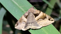 Bastilla arcuata