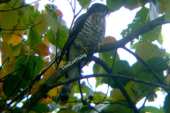 Hierococcyx nisicolor