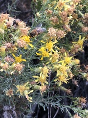 Ericameria pinifolia