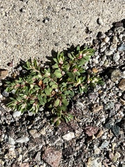 Euphorbia indivisa