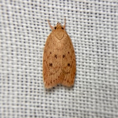 Prionocris protoxantha