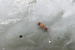 Orchesella flavescens