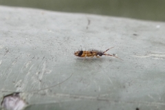 Orchesella flavescens