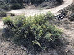 Ericameria pinifolia