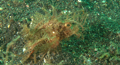 Pteroidichthys amboinensis