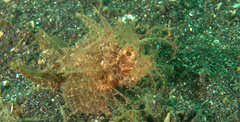 Pteroidichthys amboinensis