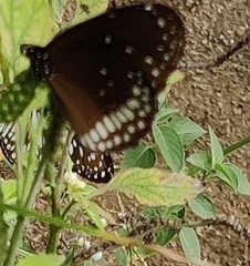 Euploea core